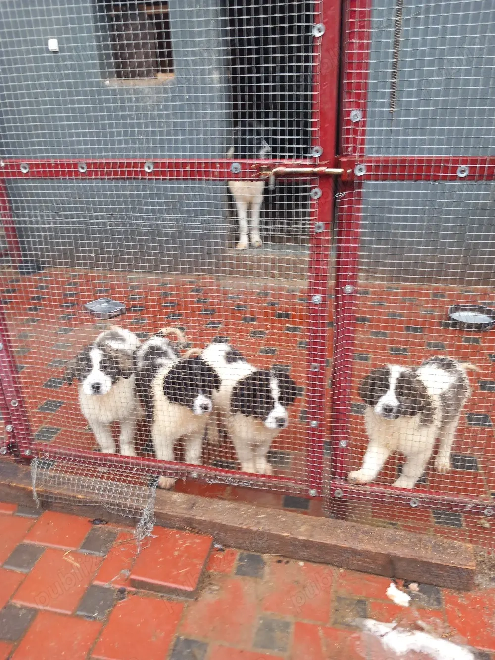 Ciobănesc de Bucovina 