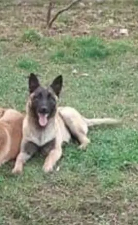 donez cățea ciobănesc belgian melinos  