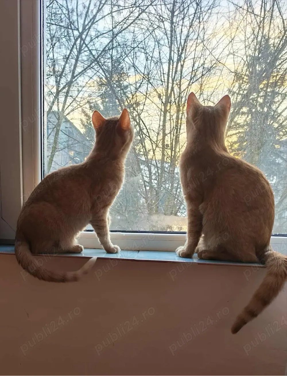 Motănei pentru adoptie