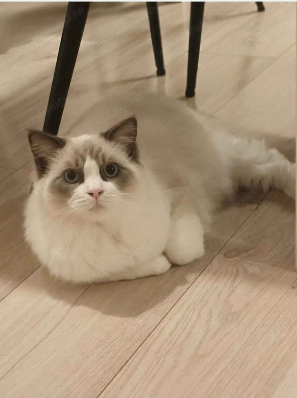 Motan Ragdoll cu pedigree tip A în vârstă de 8 luni , foarte frumos , nesterilizat, renunțăm la el p