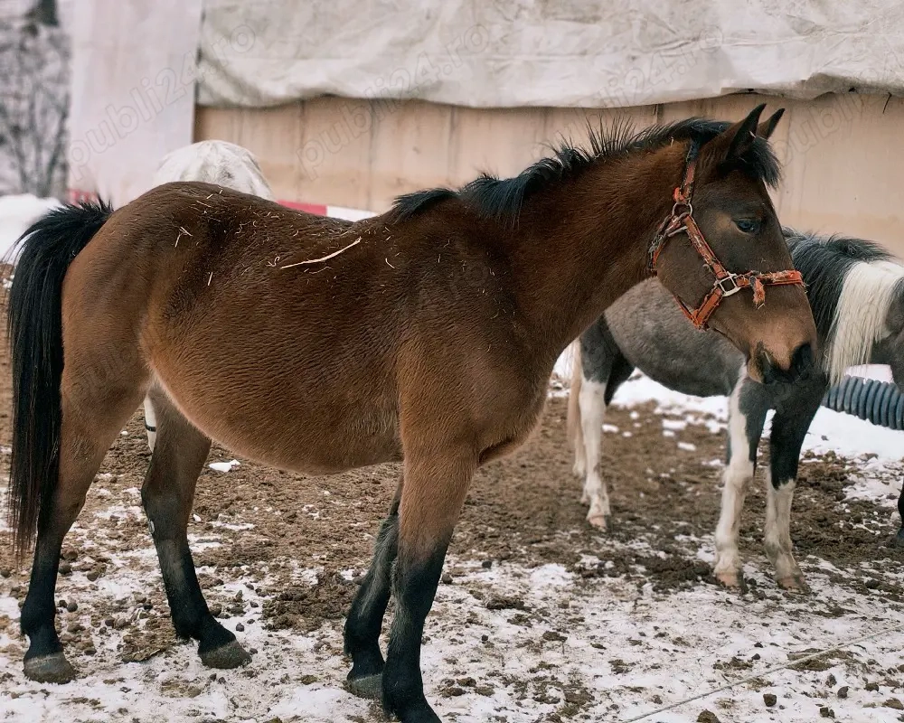Mânza 3 ani gestanta