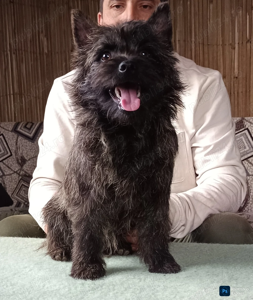 Cairn terrier baietei