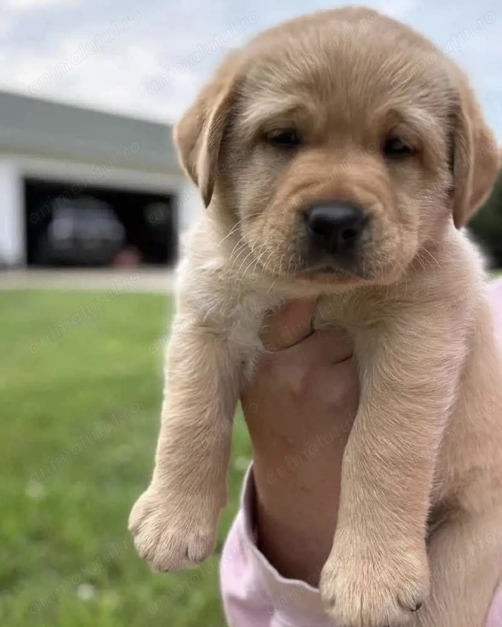 Labrador retriever 1200 lei