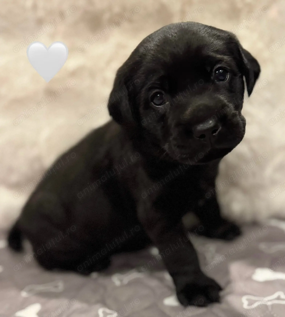 Labrador retriever 900 lei