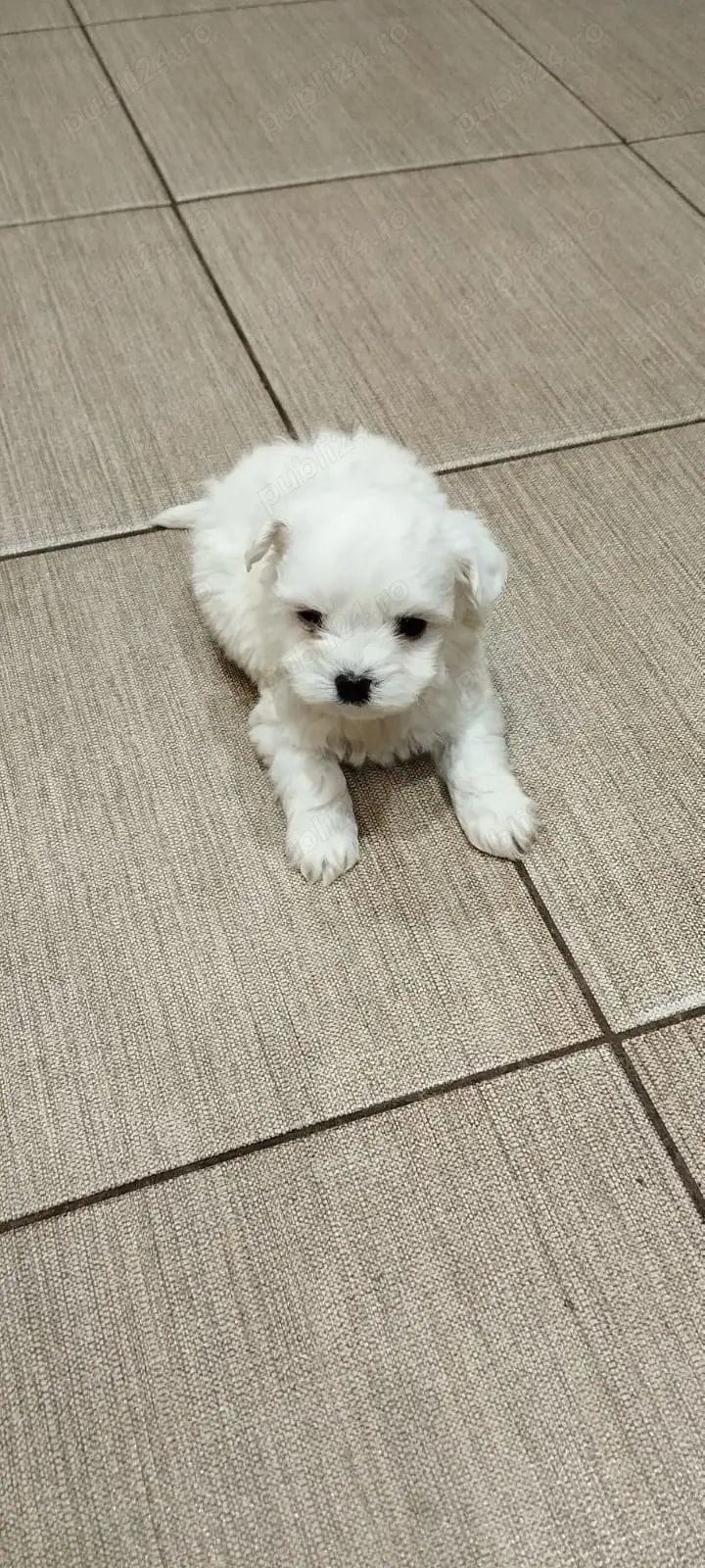 Bichon maltes mini toy 