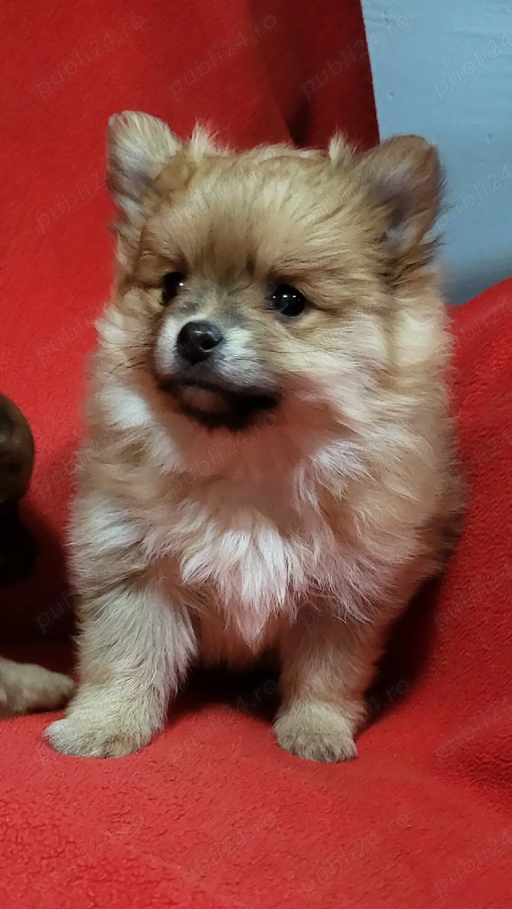  căței,pomeranian spitz