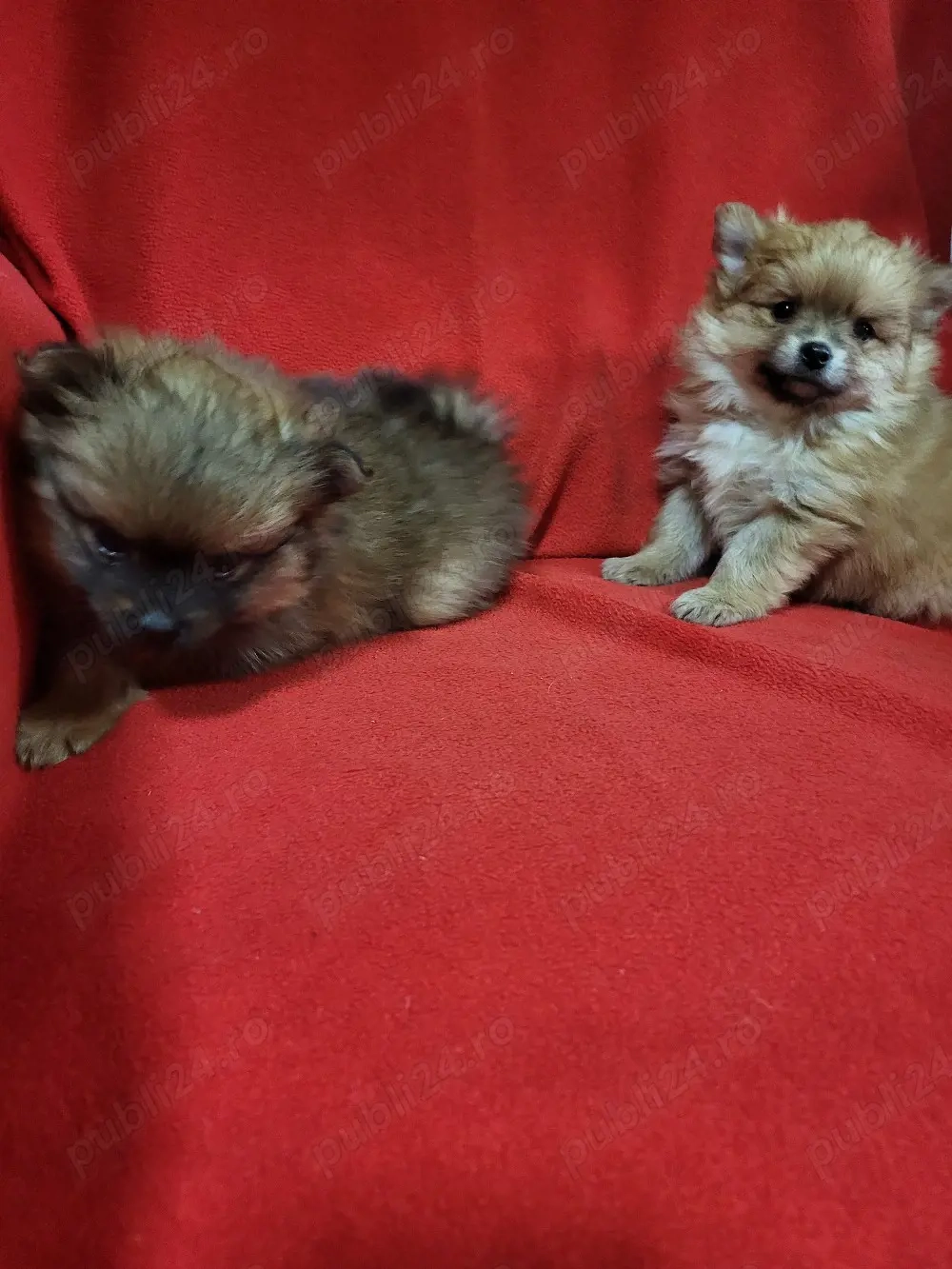  căței,pomeranian spitz