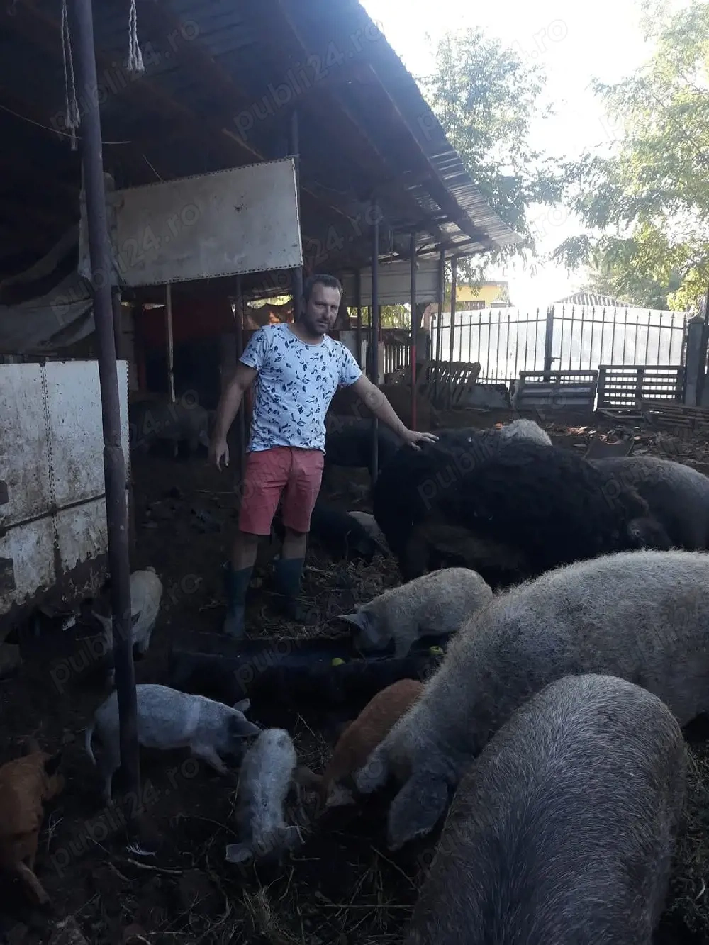 Vând  vier original Mangalita,  foarte bun de prasilă, greutate 140-150 kg. 