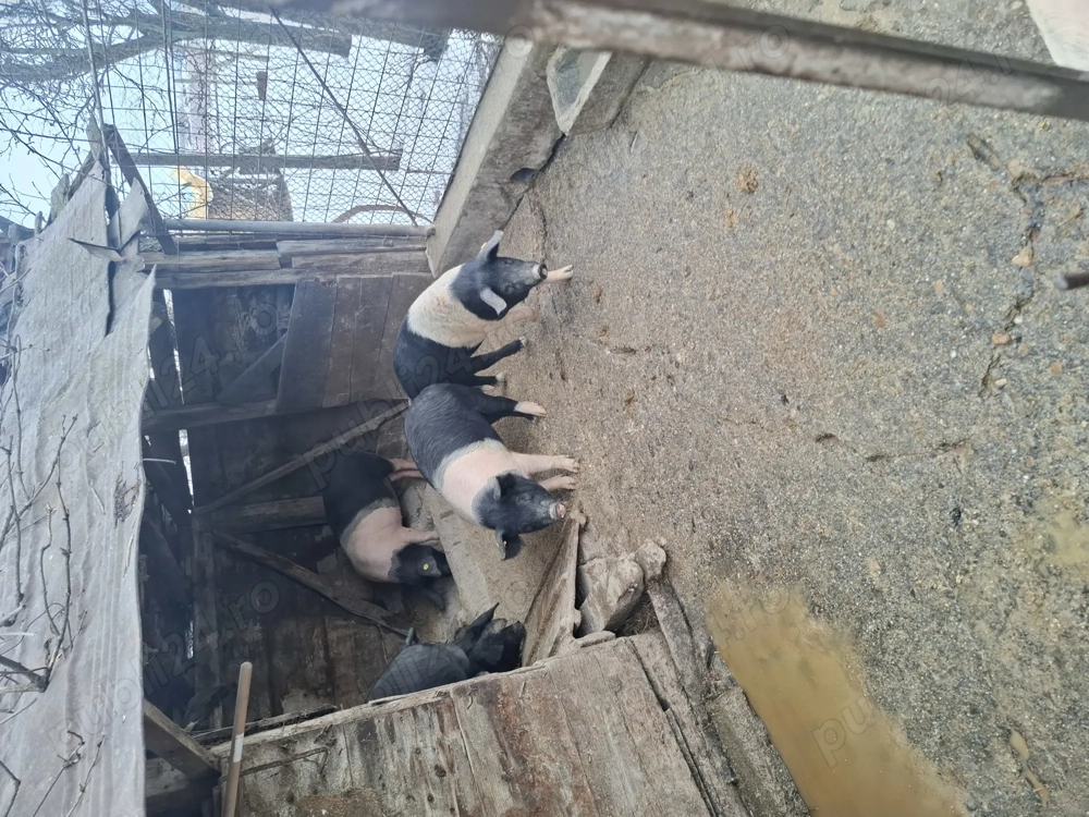 Porci bazna mangalita