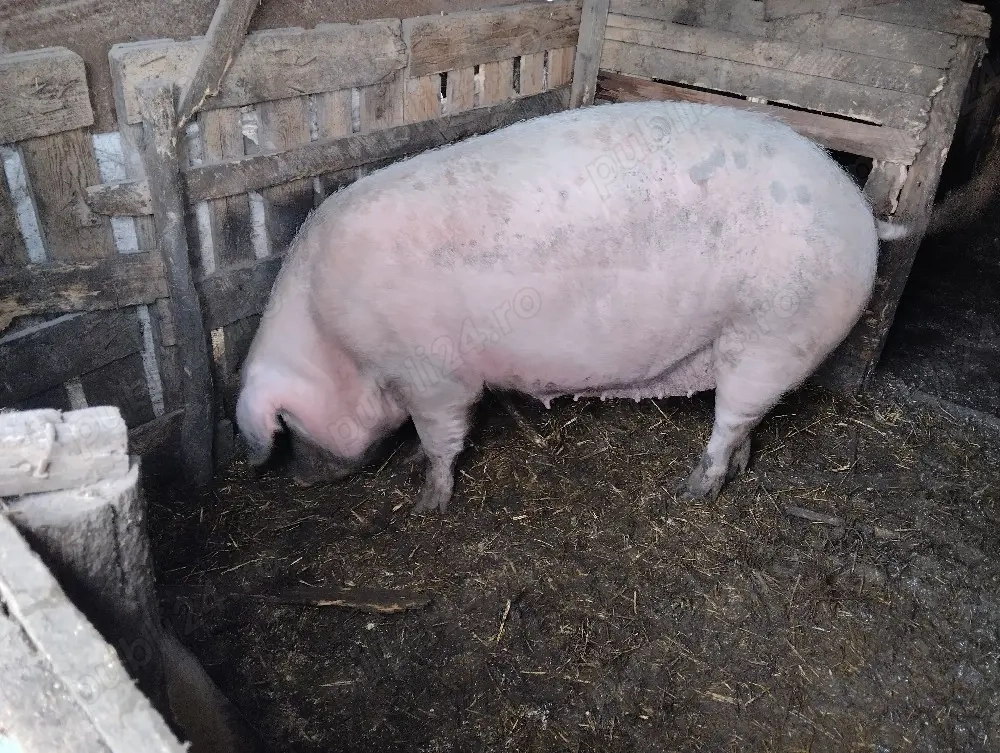 Scroafa de vânzare! Sat Rași!