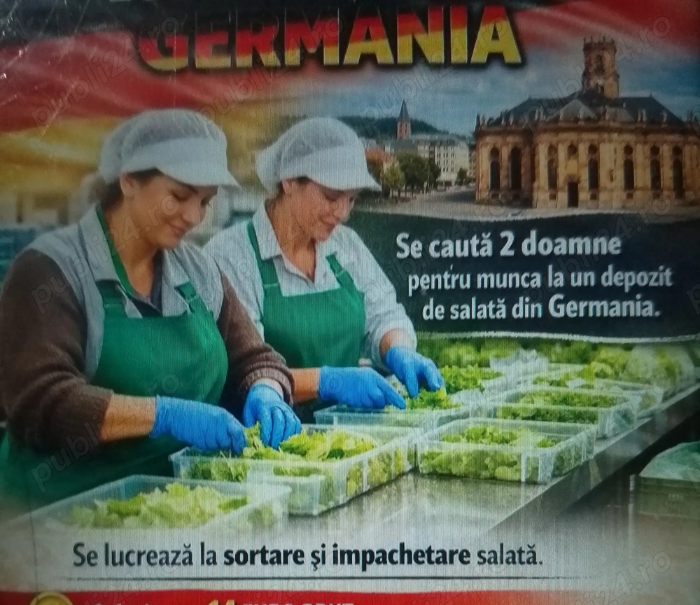 Angajam personal a ambalat salata