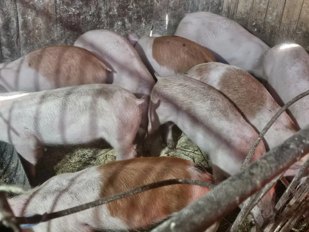 vând 12 soldani rasa de calitate de carne 30-35 kg mascul castrați 