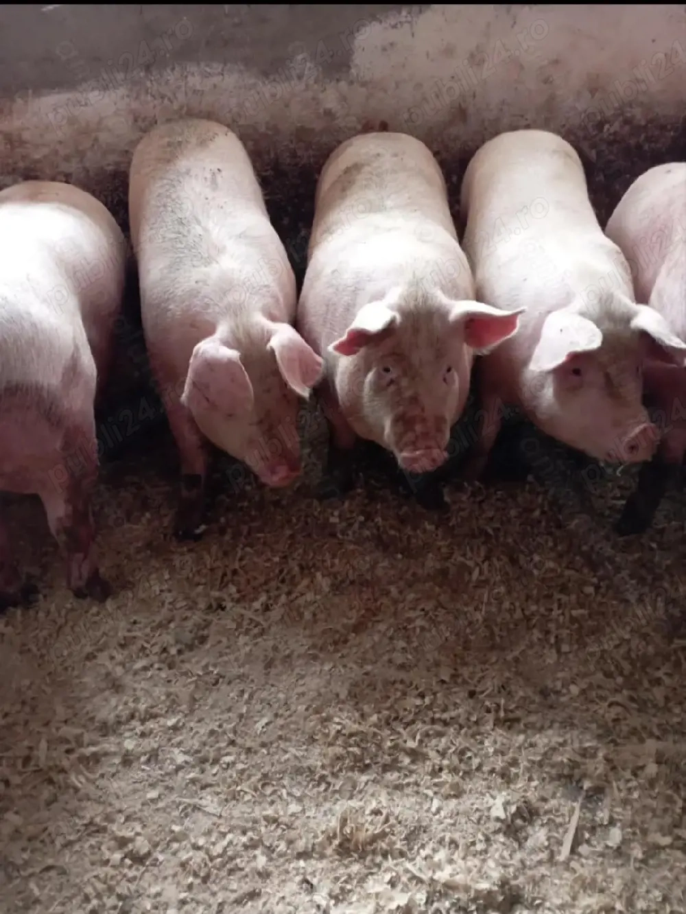 porci de carne crescuti cu porumb de la  20kg pana la 150kg