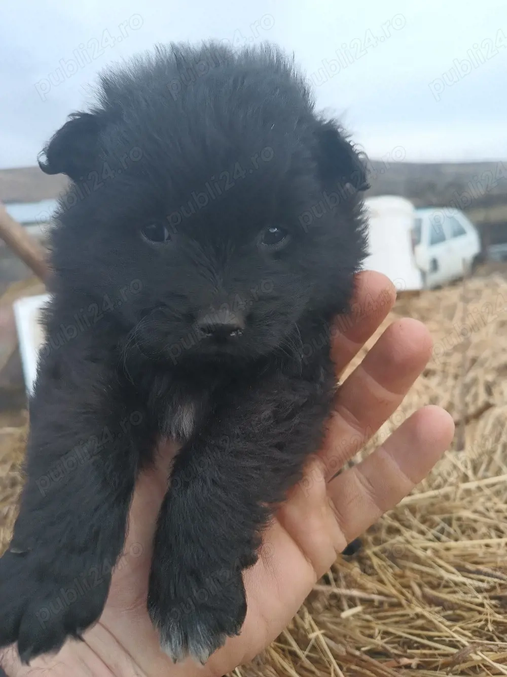 disponibili catei de intors