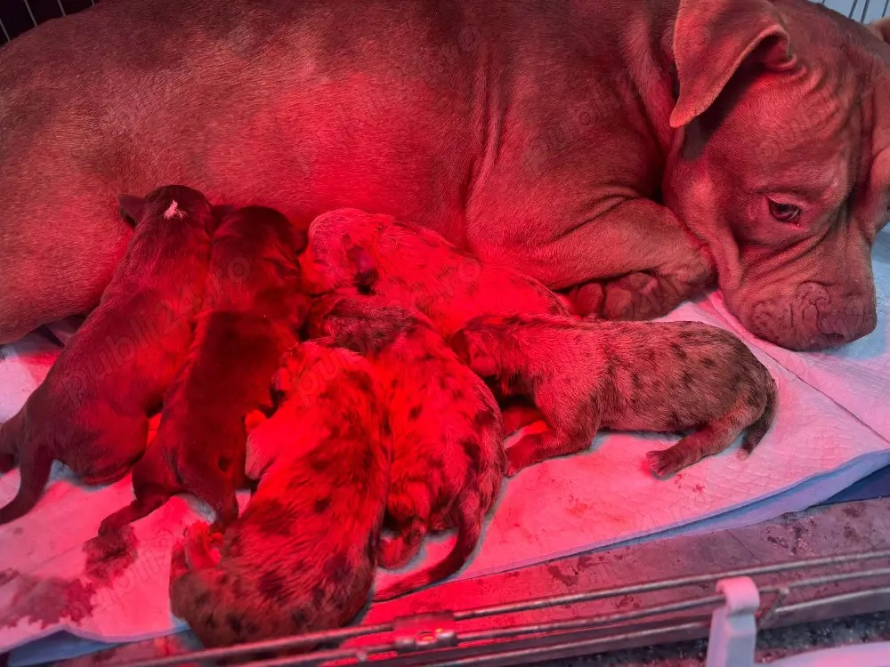 American Bully Pocket 