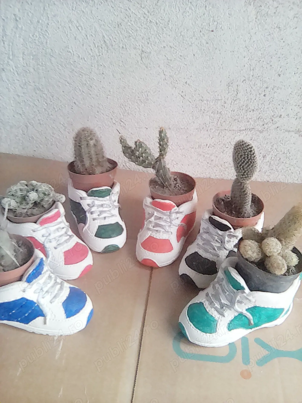 cactusi diverse soiuri 