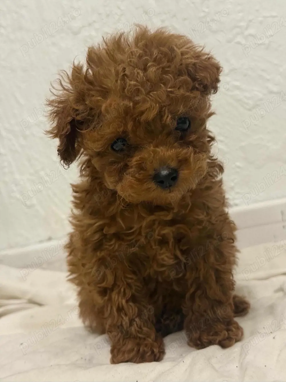 Pudel toy red chinezesc 