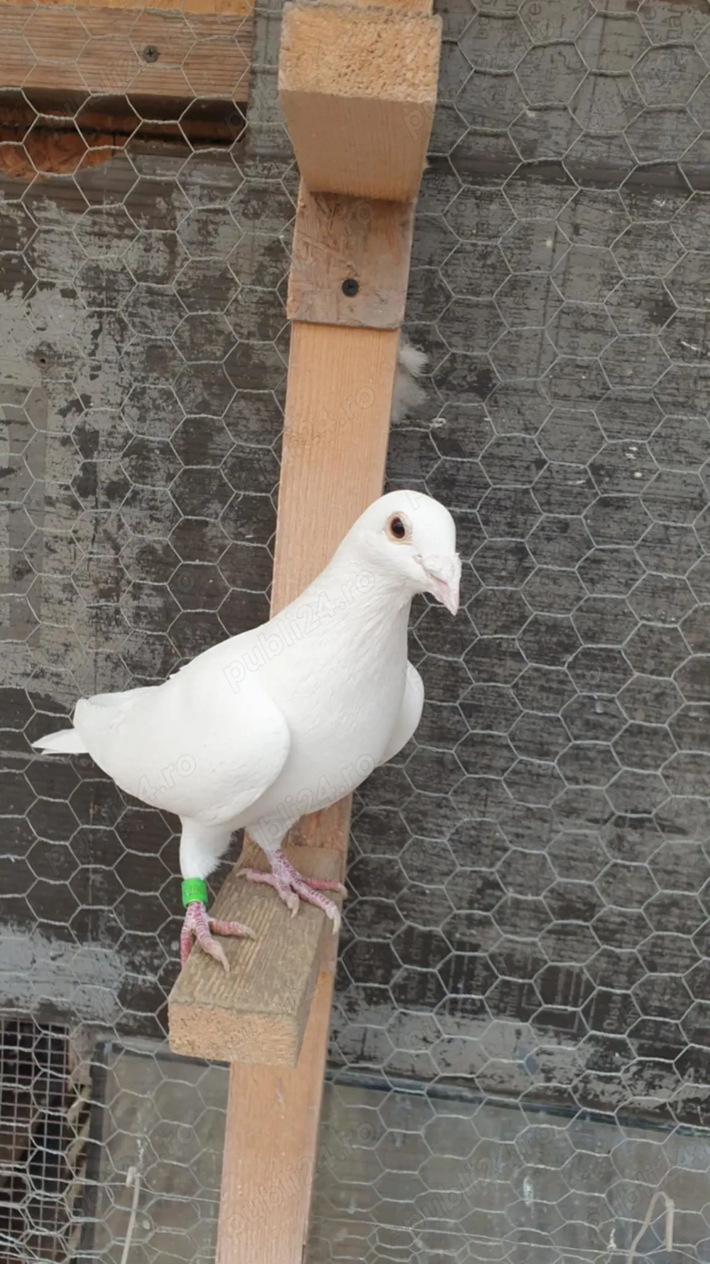 Ocazie! Vand 2 masculi voiajori albi sport, deparazitati recent, stare impecabila!