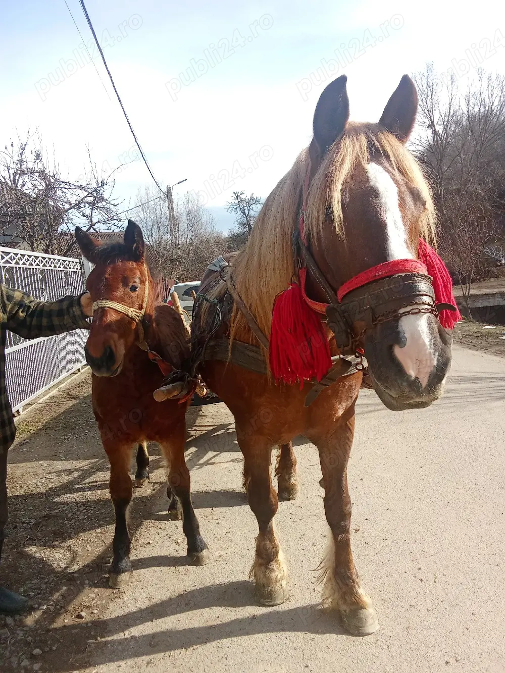 In căutare de gospodărire nouă 
