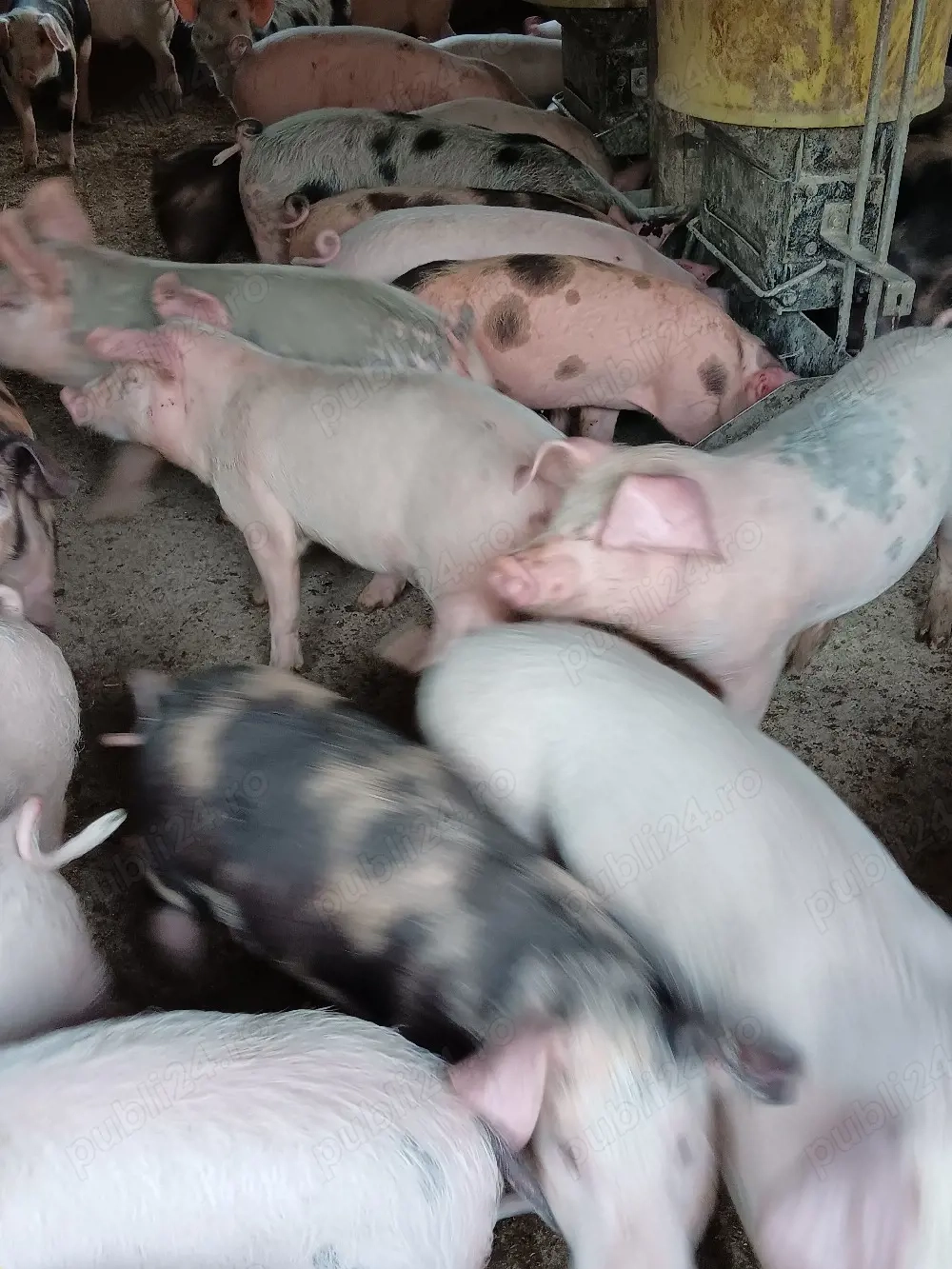 Purcei De Rasă 20-40 kg 