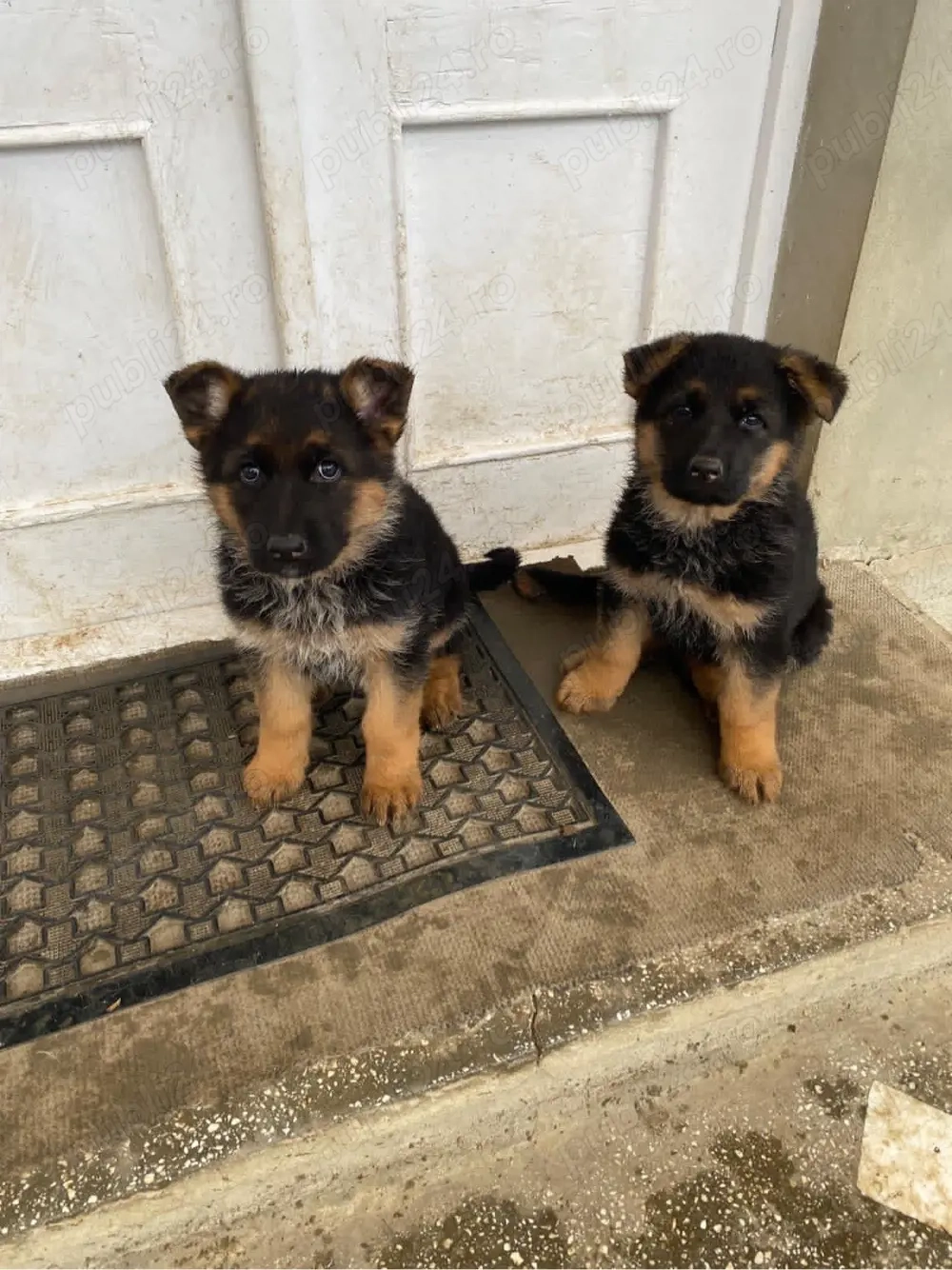 Pui Ciobanesc german 