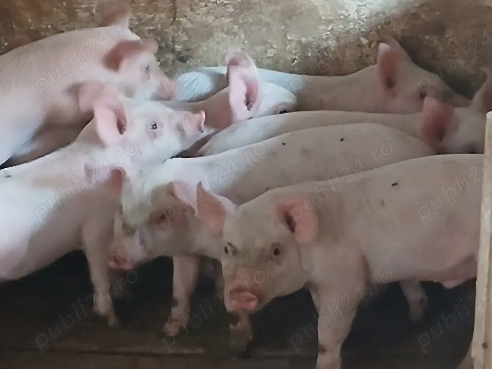 purcei 260 lei bucata 