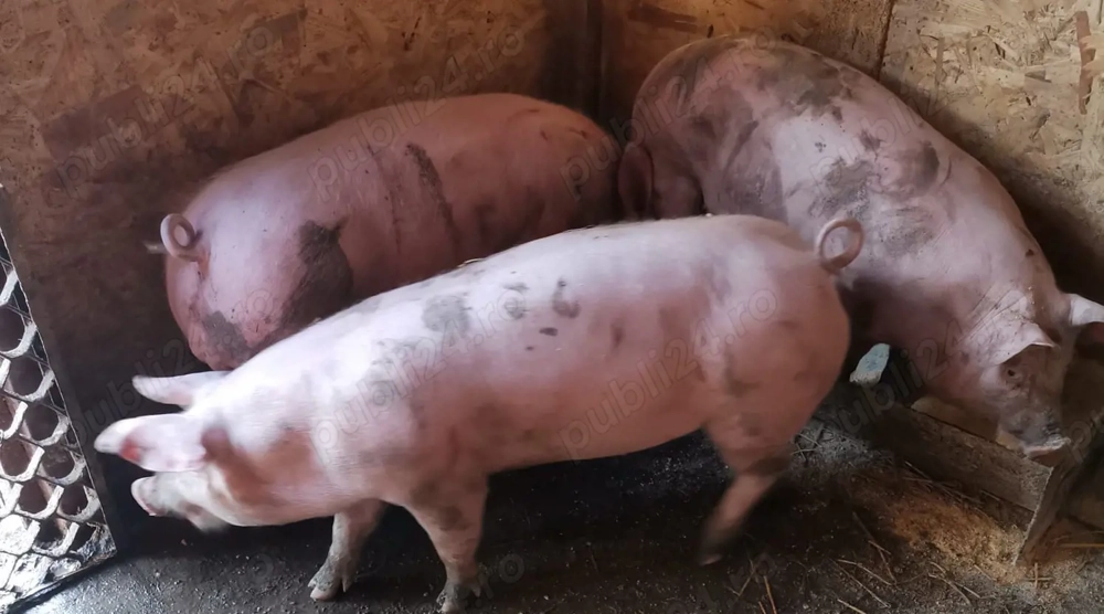 Grăsuni de vânzare 