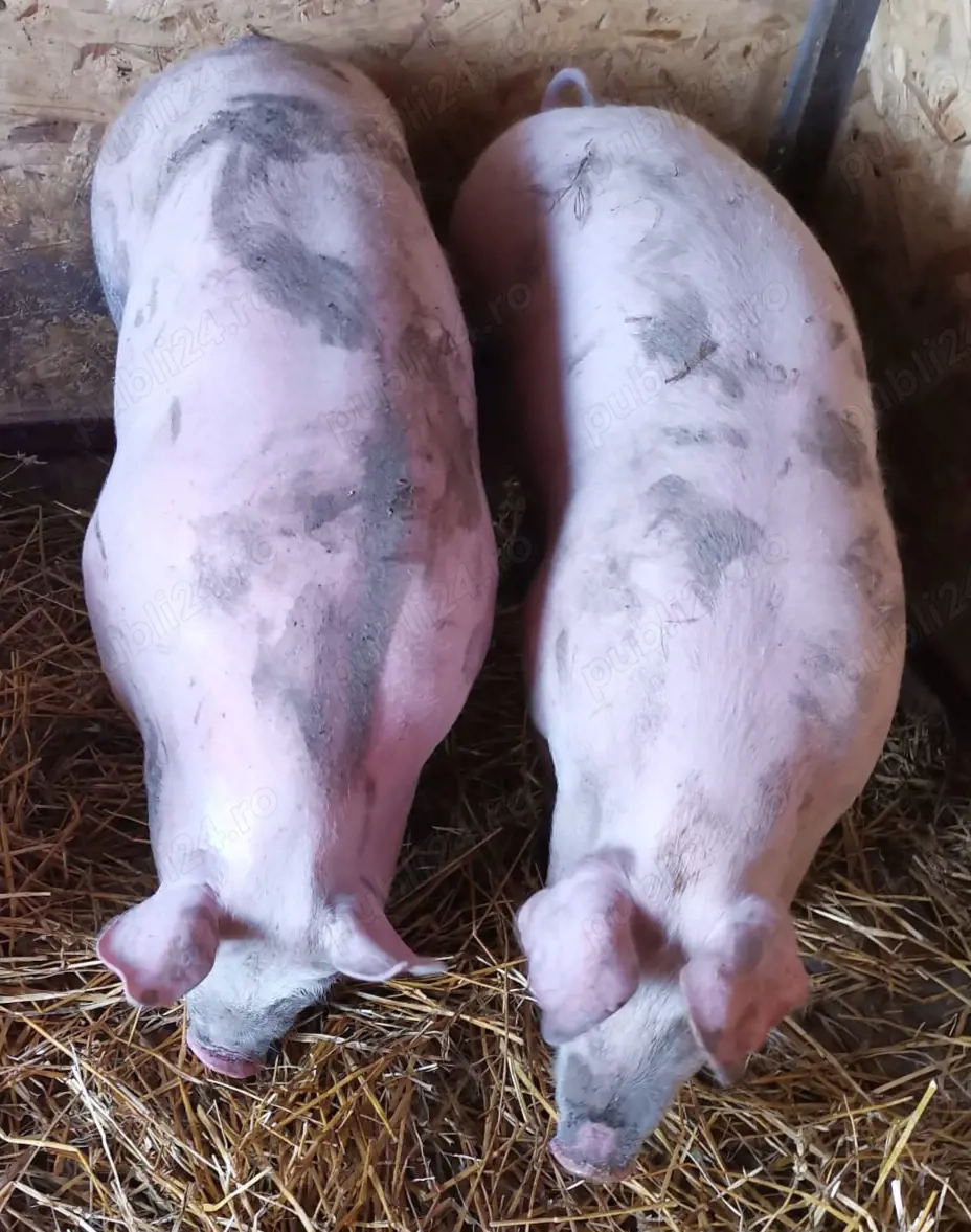 Grăsuni de vânzare 