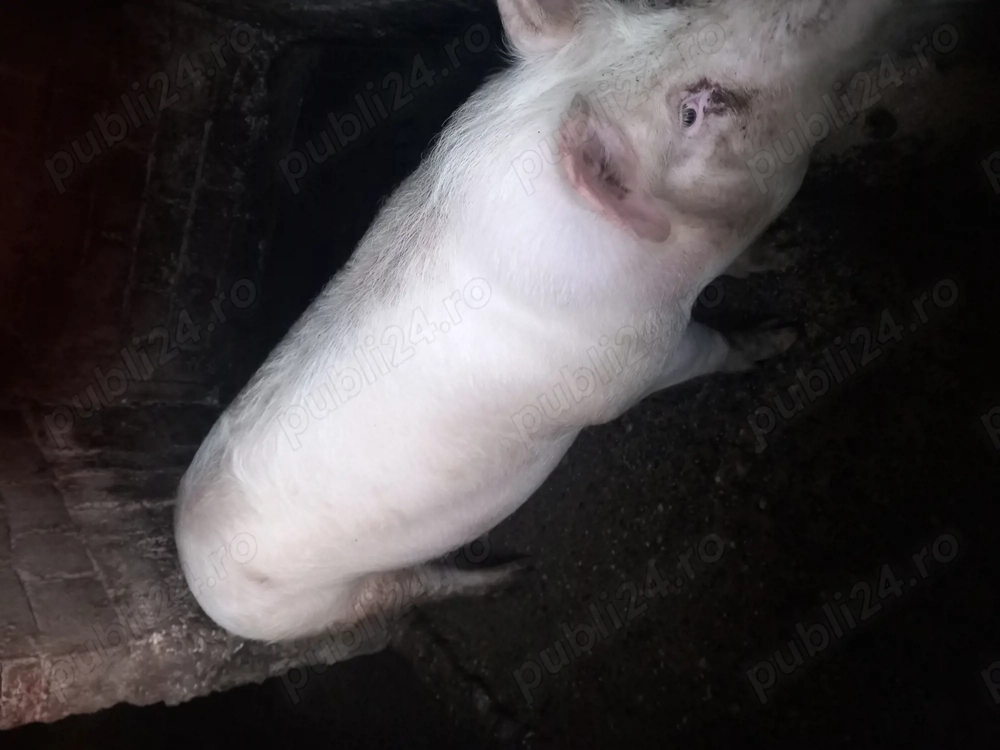 De vânzare 150-180 kg