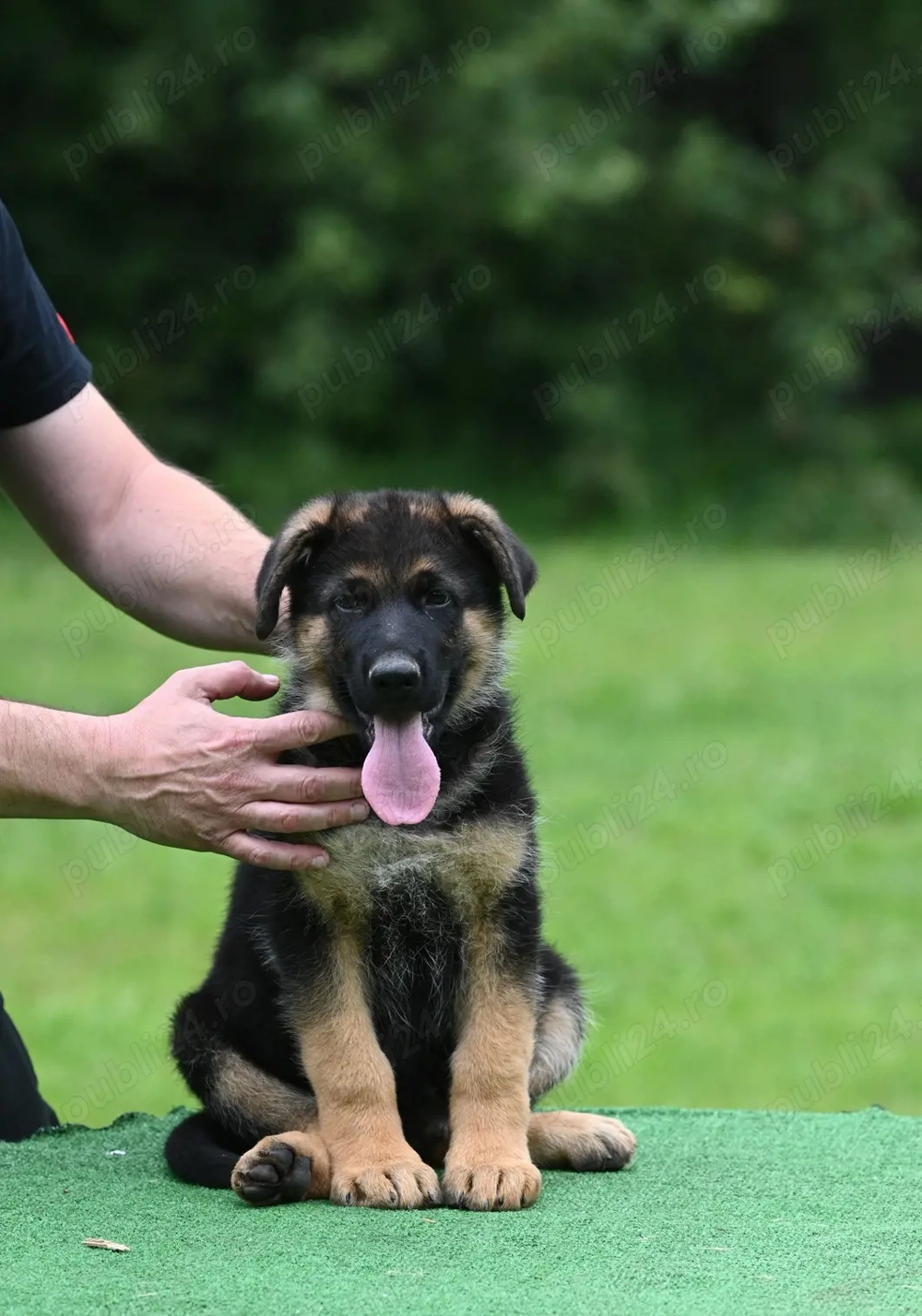 Ciobănesc German de calitate, genetică deosebita,  2 luni, carnet, vaccin, deparazitare 