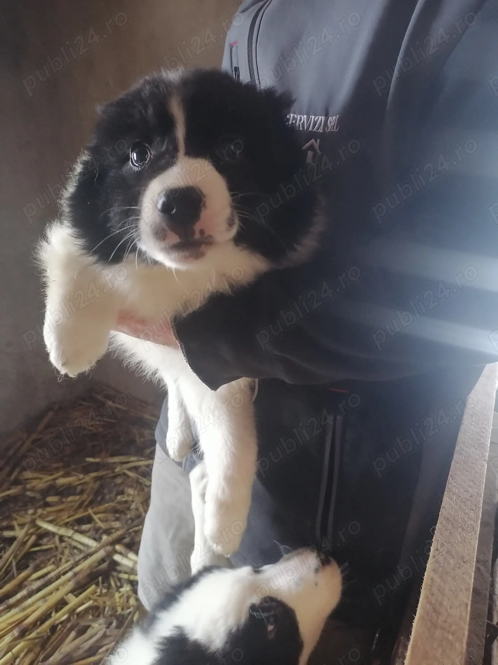 De vânzare sau schimb cățeluș crb 