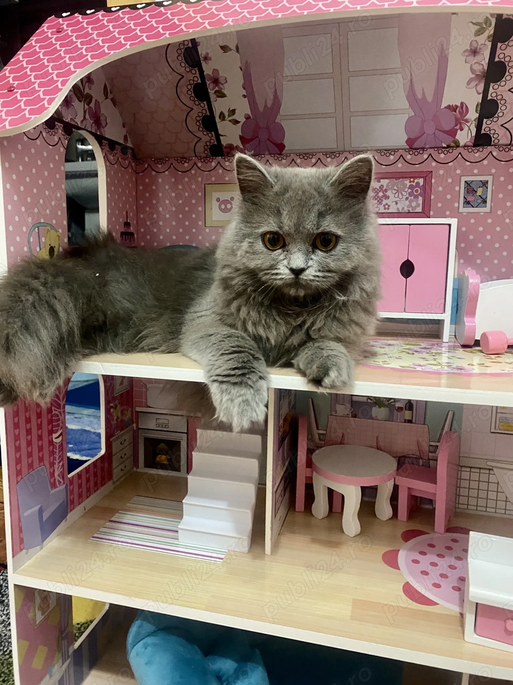 Pui pisica british shorthair longhair femela