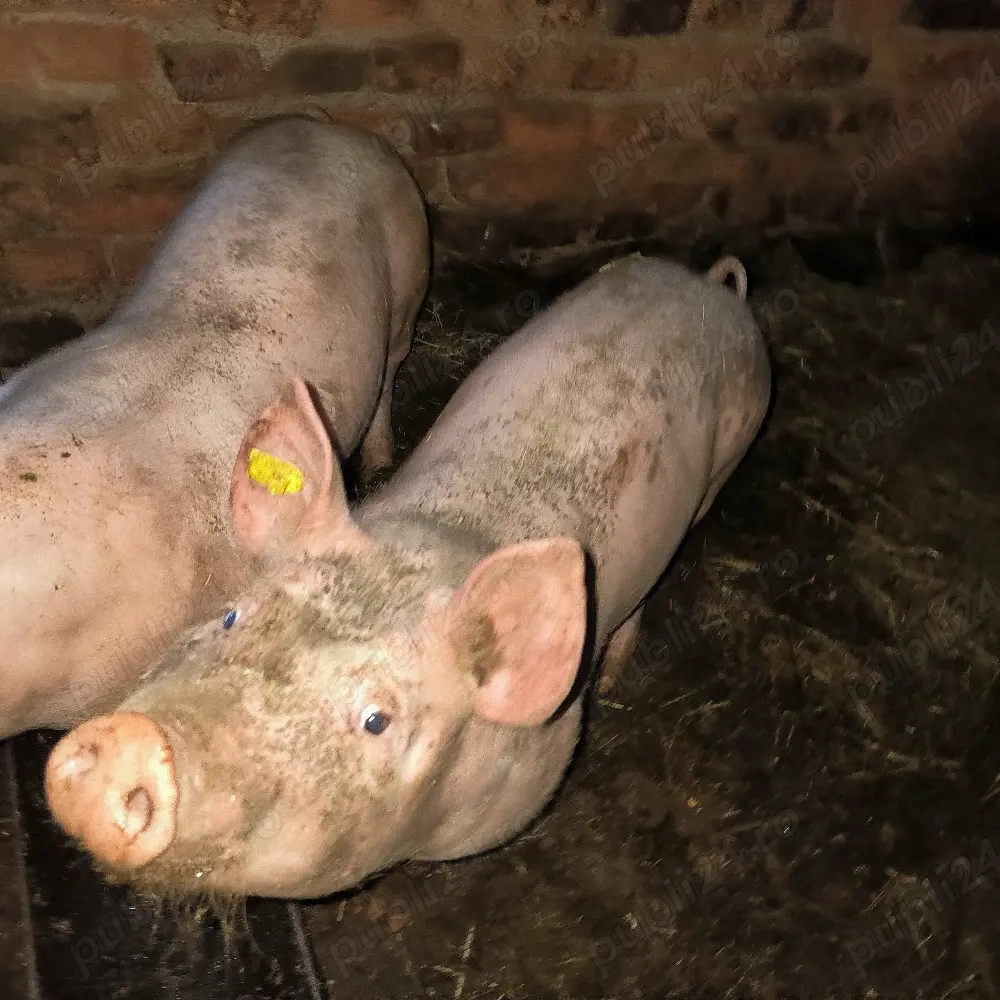 Vând purcei rasa pietran landras 