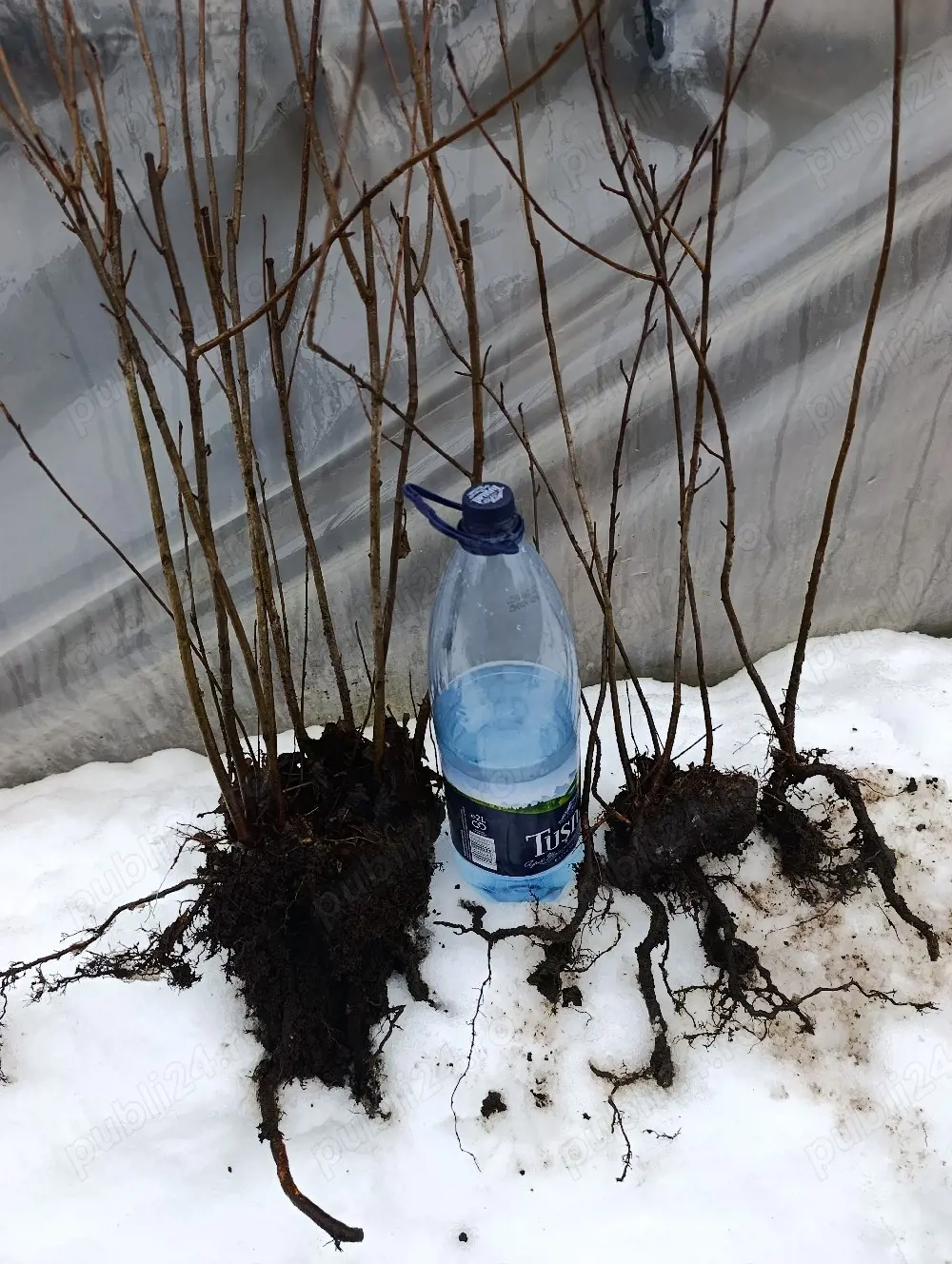 Vând puieți pe rod de ARONIA 