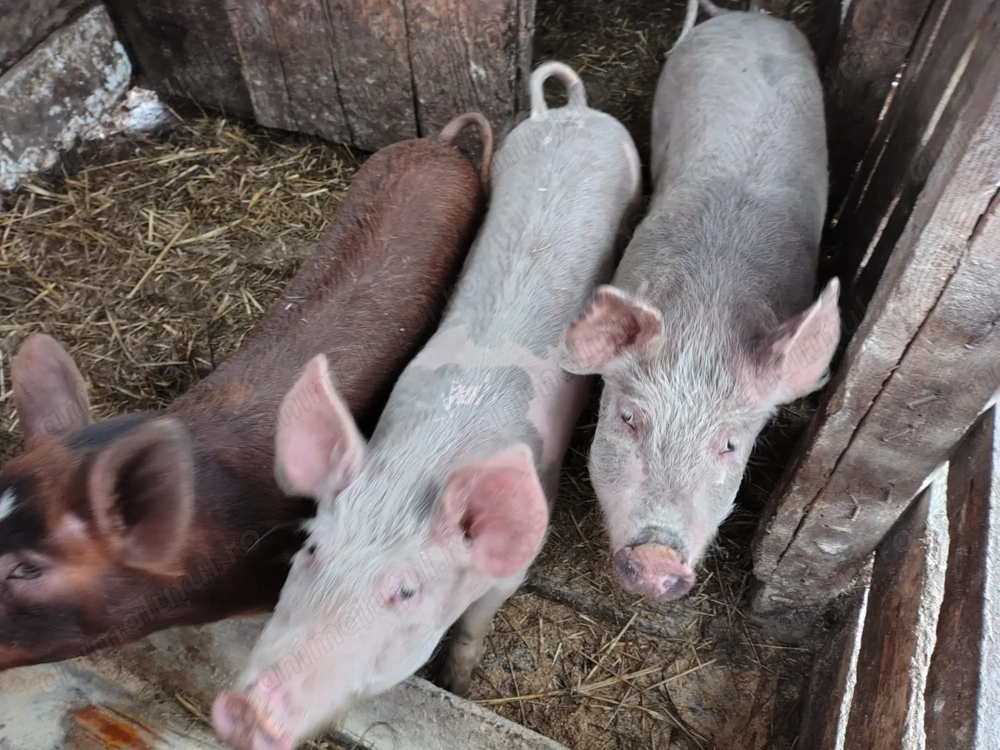 Vând porci 45 50 kg