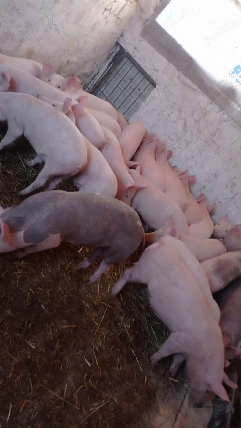 Șoldani rasa Marele Alb cu landras 