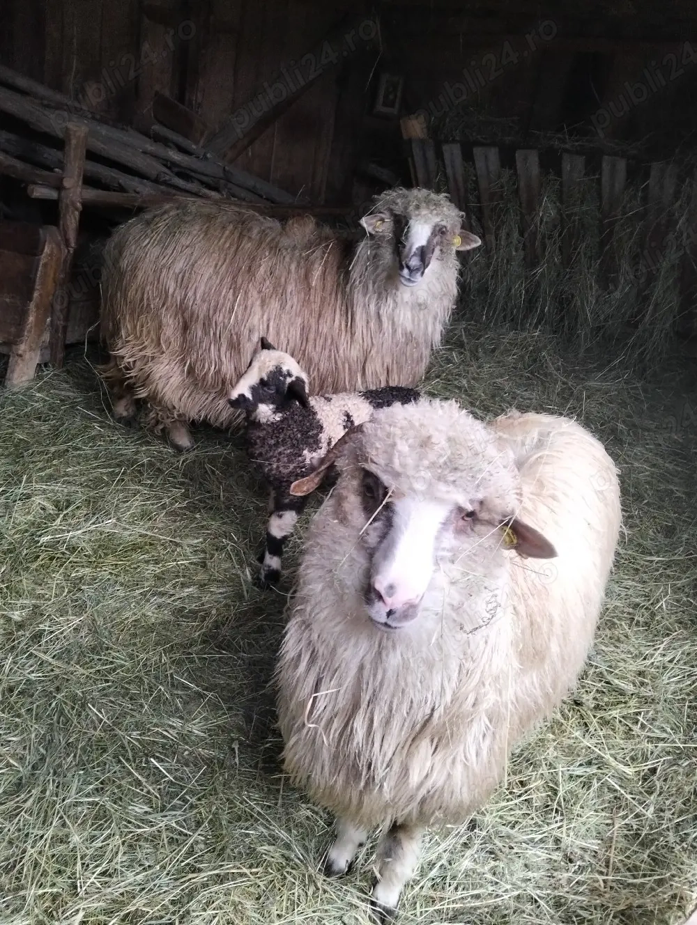 vand oi tinere de tinut 