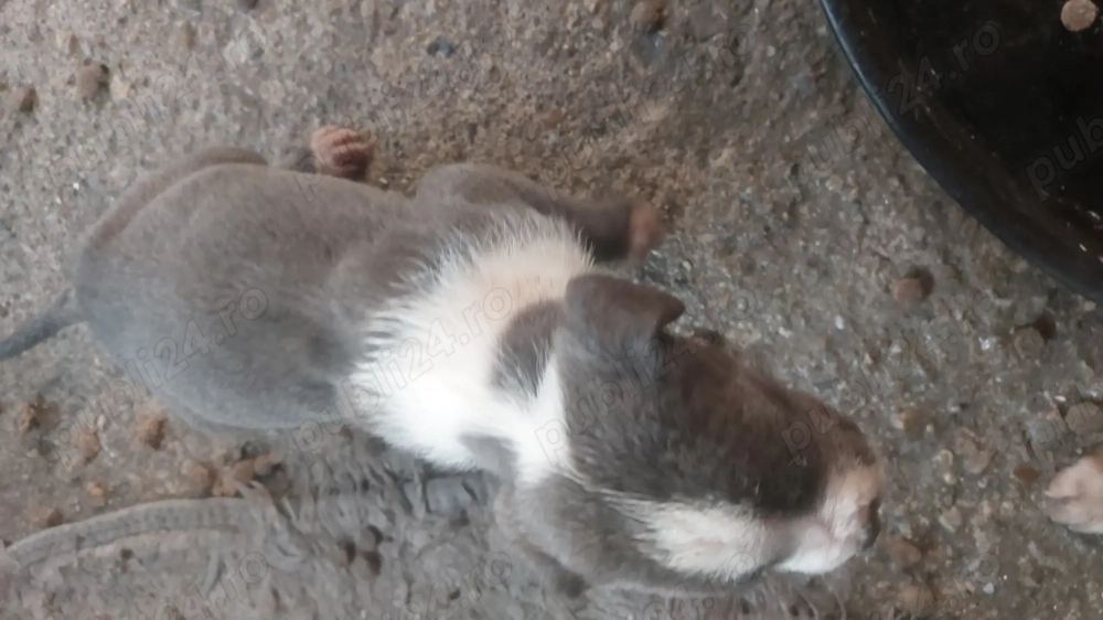 Puiuți amstaff cu cane corso