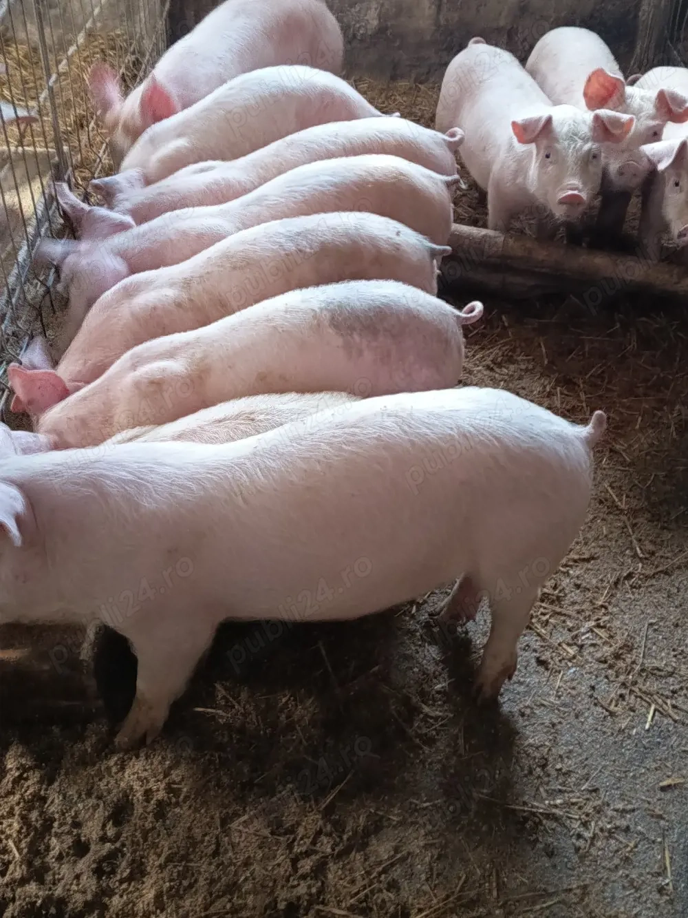 purceluși de vânzare 