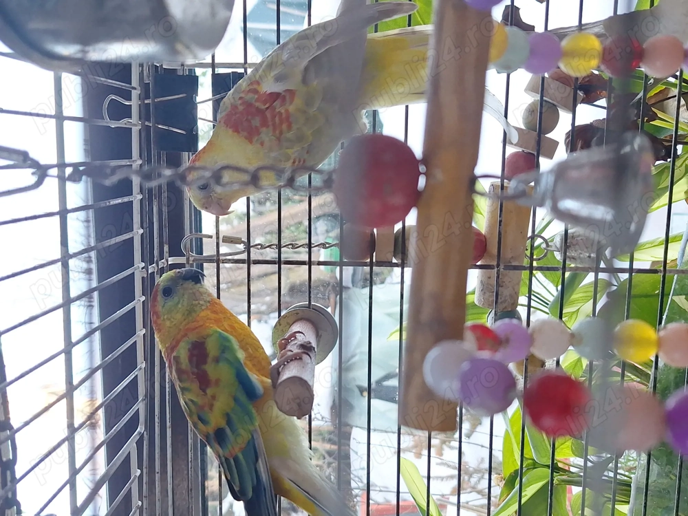 Vând doi papagali cântatori  cu colivie ! 350 lei