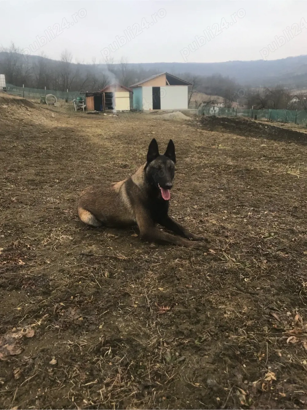 Femela malinois dresata