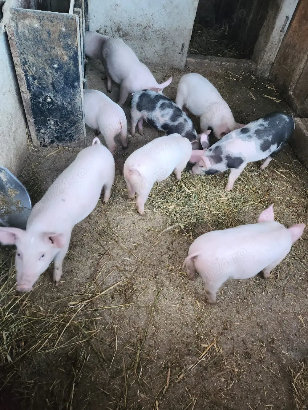 vand purcei cu varsta de 12 saptamani