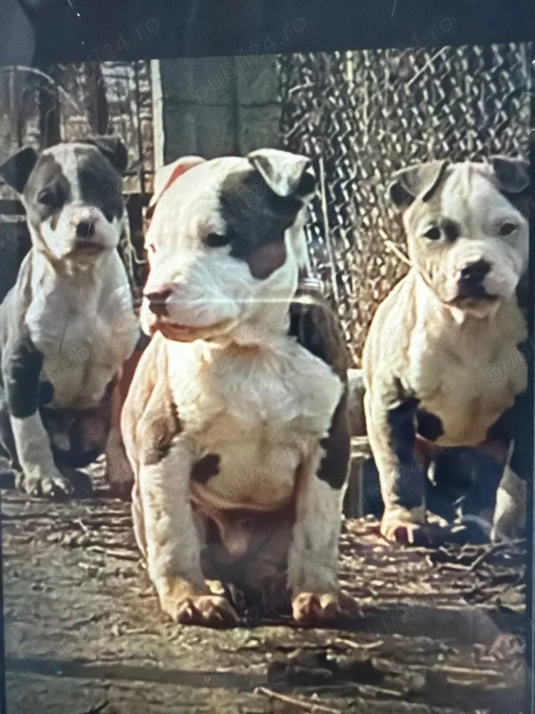 amstaf blue cu pedigree 