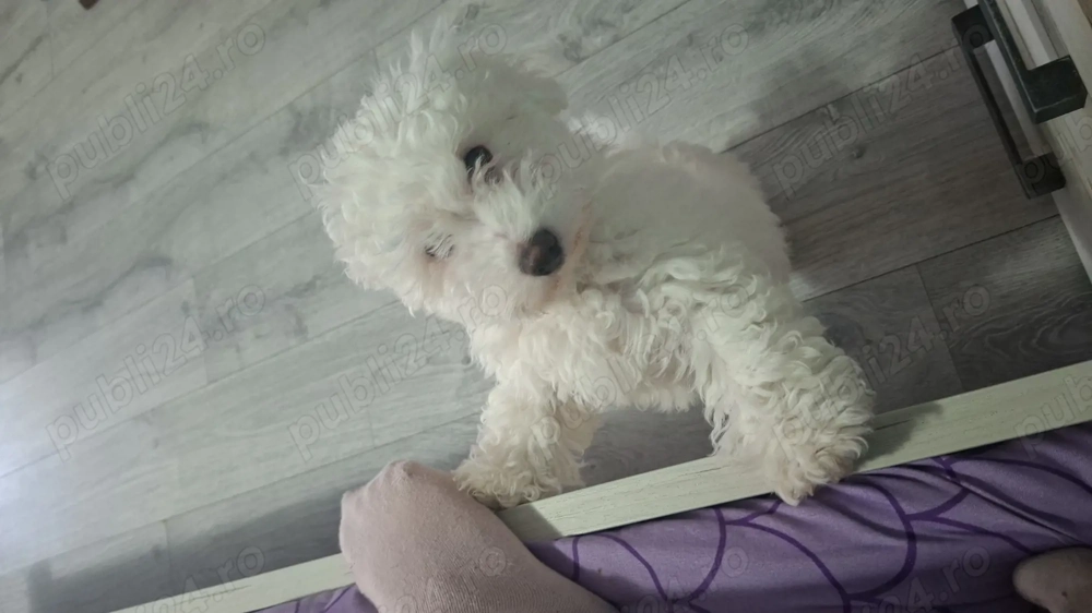 Vand pui bichon 4 luni
