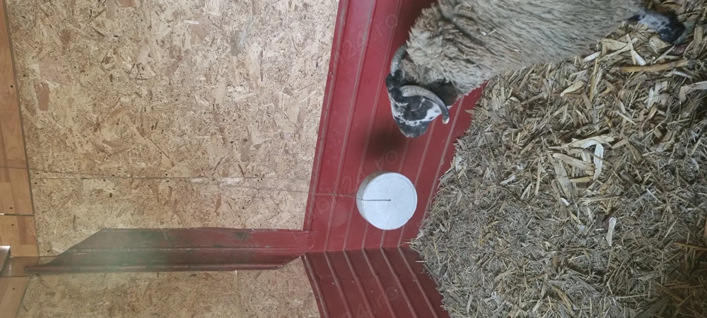 De vanzare 2 oi si un berbec tinere ,ofer posibilitate schimb cu porci