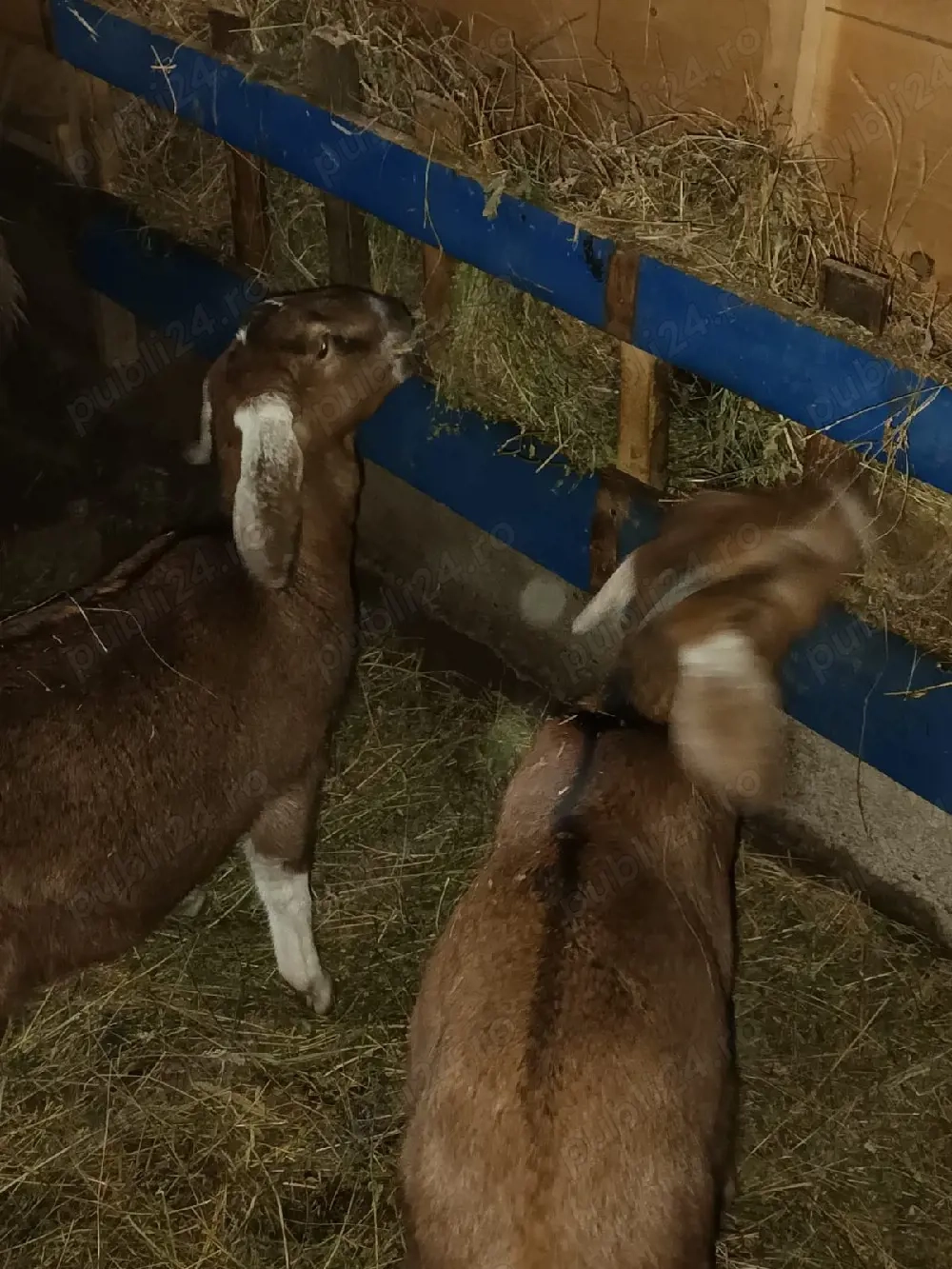 Vînd 2 ieduțe anglolubiene