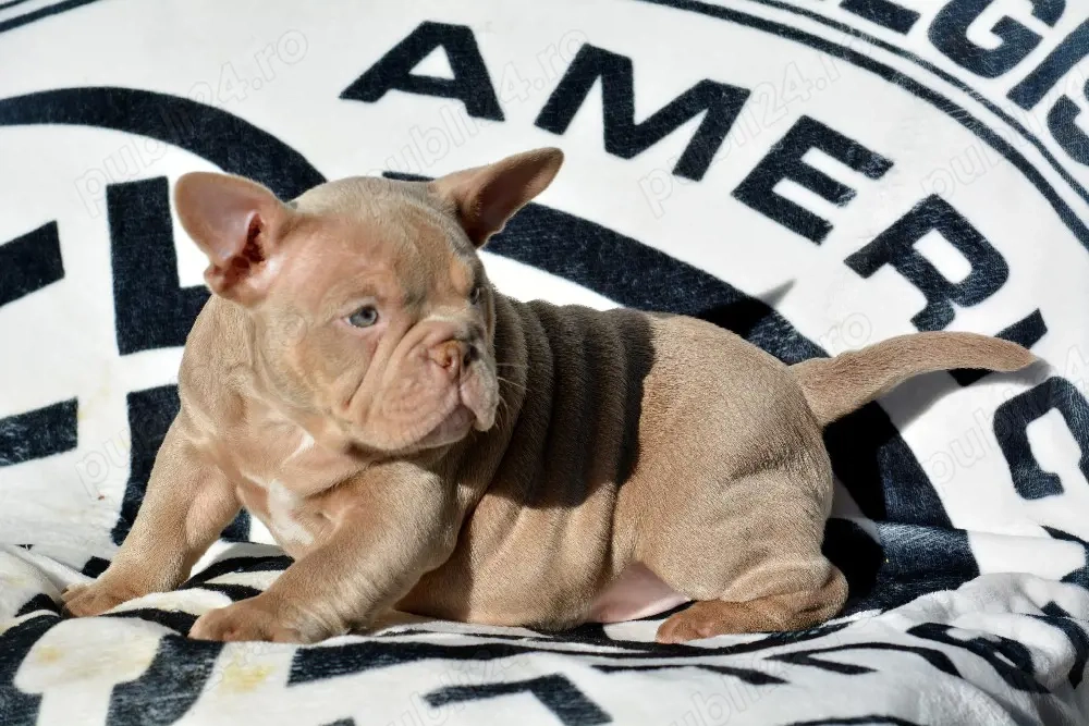 American bully micro