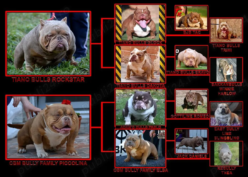 American bully micro