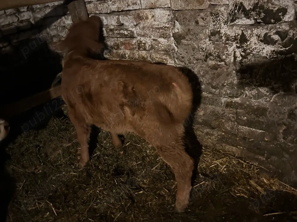 vitica de 4 saptamani 