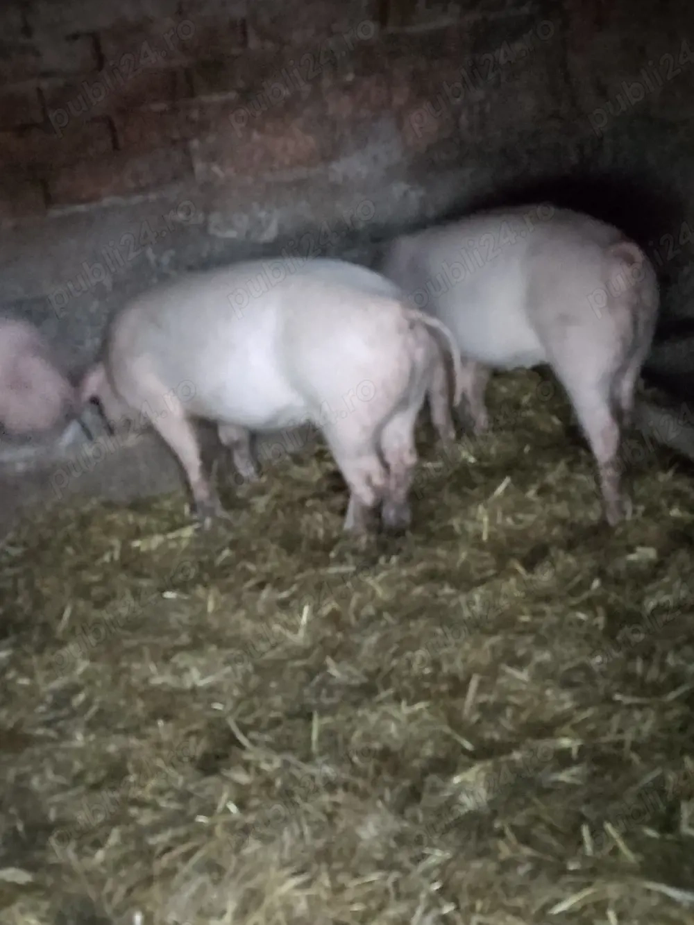 Purcei de vânzare!!